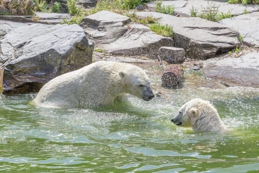 Two polar bears in the water. One shakes water from his fur