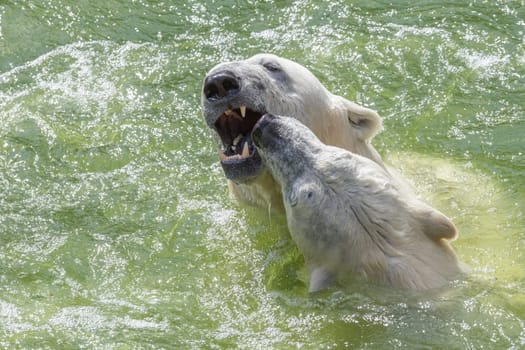 Two polar bears playfully fight each other in the water
