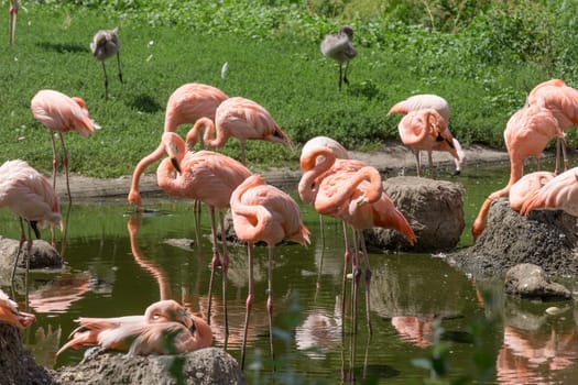 A group of flamingos stands in the water of a pond