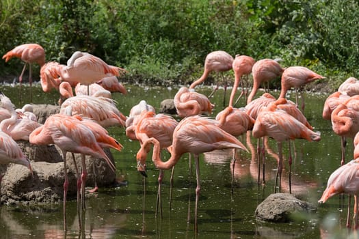 A group of flamingos stands in the water of a pond