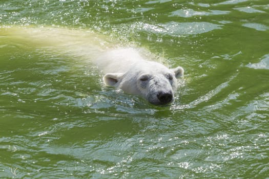 Big polar bear swims in the water