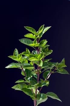 Strauchbasilikum  Ocimum, species  basilicum