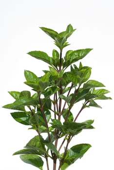 Strauchbasilikum  Ocimum, species  basilicum