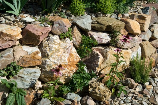 Stone garden  Dry stone wall  fuenf,months after planting