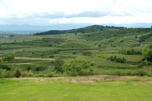 Weinberge, Lenzenberg, Weinterrassen