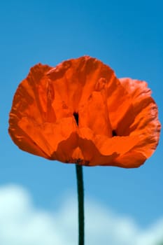 Tuerkish,Poppy,Papaver,Oriental