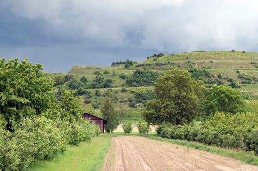 Weinberge, Lenzenberg, Weinterrassen