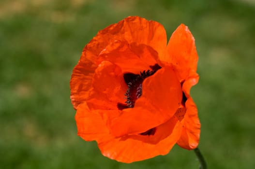 Tuerkish,Poppy,Papaver,Oriental