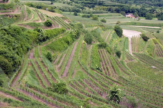 Weinberge, Lenzenberg, Weinterrassen