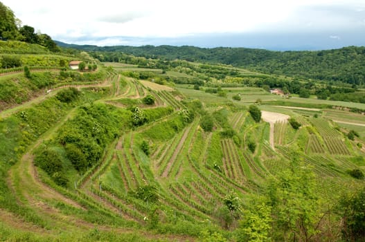Weinberge, Lenzenberg, Weinterrassen