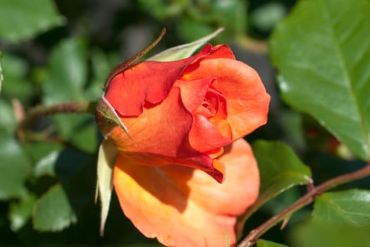 Westerland, Strauchrose, Gartenblume, rose