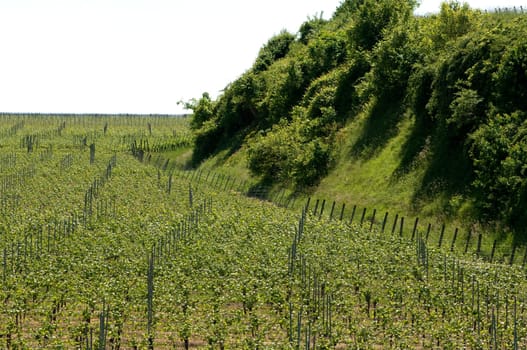 Weinberge, Lenzenberg, Weinterrassen