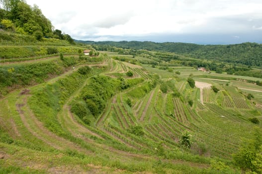 Weinberge, Lenzenberg, Weinterrassen