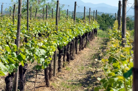 Weinberge, Lenzenberg, Weinterrassen