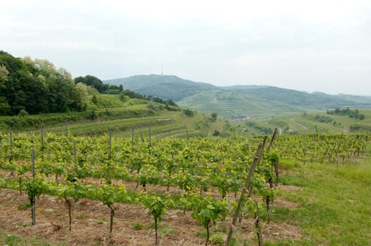 Weinberge, Weinterrassen, Weinberg, Terrassen