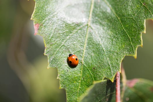 Ladybug on Green Birch Leaf