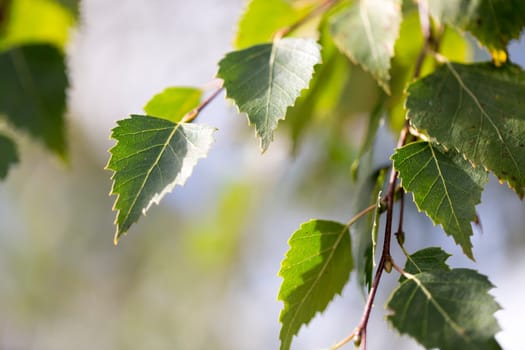 Birch Tree Leaves
