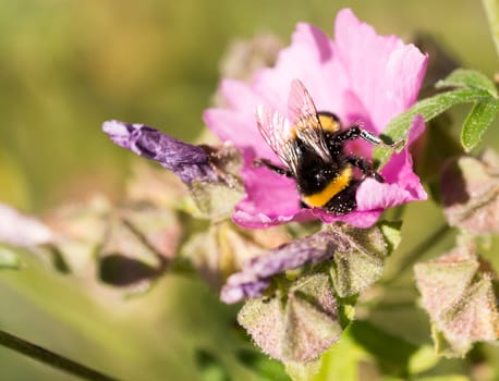 Bumblebee Covered in Pollen Gathering Nectar