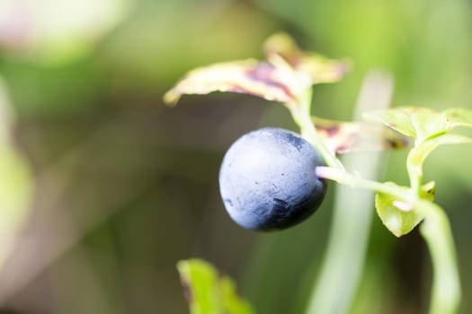 Blueberry Really Close Up. Macro image.