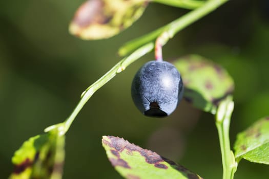 Blueberry Really Close Up. Macro image.