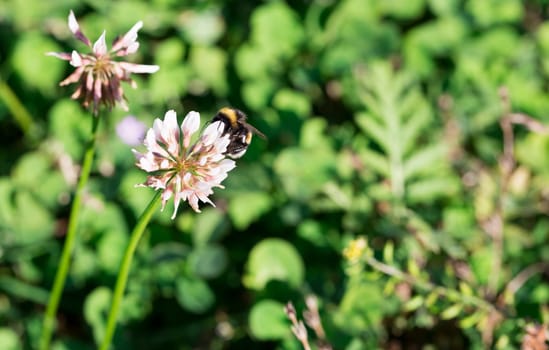 Bumblebee Gathering Nectar from Clover