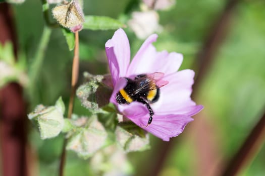 Bumblebee Covered in Pollen Gathering Nectar