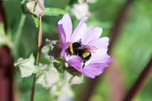 Bumblebee Covered in Pollen Gathering Nectar