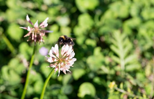 Bumblebee Gathering Nectar from Clover
