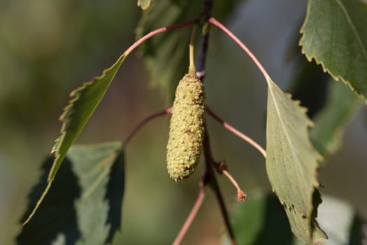 Birch Tree Seed Pod