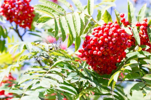 Rowan Fruit in Tree Close up.