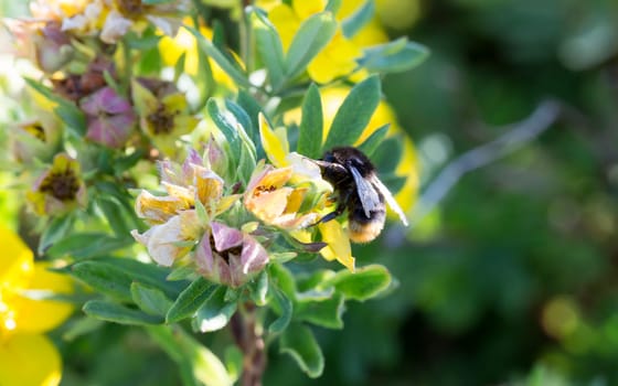 Bumblebee Gathering Nectar from Flower