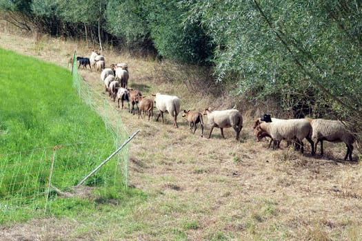 Coburger, Fuchsschaf, Kamerunschaf, Arche-Hof, Bedrohte, gefaehrdet