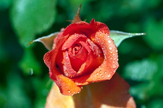 Westerland, Strauchrose, Gartenblume, rose