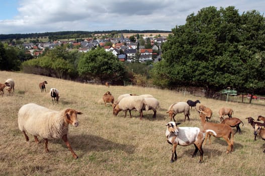 Coburger, Fuchsschaf, Kamerunschaf, Arche-Hof, Bedrohte, gefaehrdet