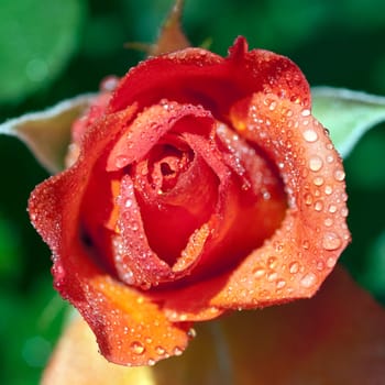 Westerland, Strauchrose, Gartenblume, rose