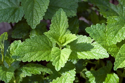 Zitronenmelisse  Melissa  officinalis