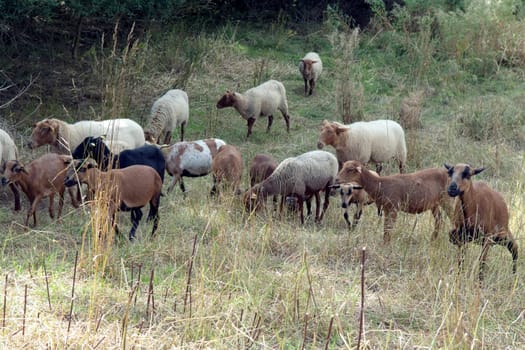 Coburger, Fuchsschaf, Kamerunschaf, Arche-Hof, Bedrohte, gefaehrdet