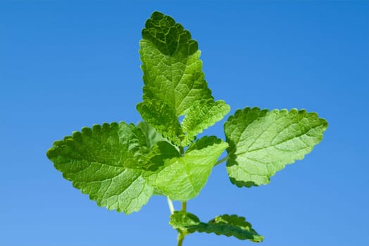 Zitronenmelisse  Melissa  officinalis