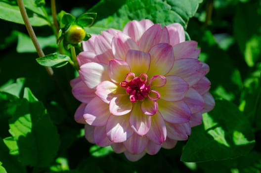 another beutiful flower in the family dahlia the name is zingaro