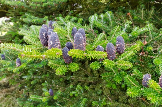 one three full of fir cones