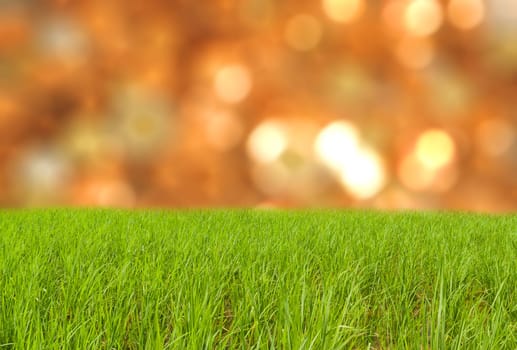 Green grass on land with spring light bokeh background