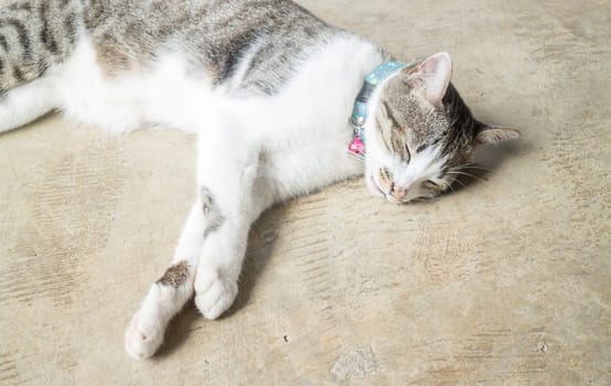 Siamese cat lying down leisure at home, stock photo