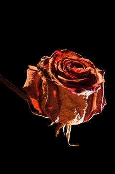 Close-up of a dried red rose in the spotlight against a black background
