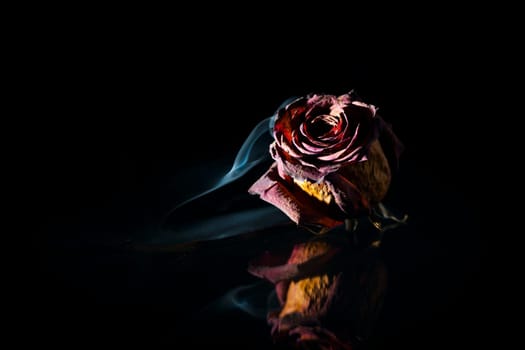 Close-up of a dried red rose against a black background in the spotlight with fine smoke