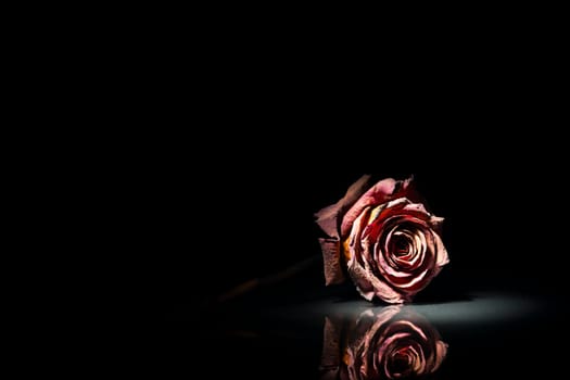 Close-up of a dried red rose in the spotlight against a black background