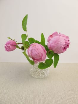 Damascene roses in the vase