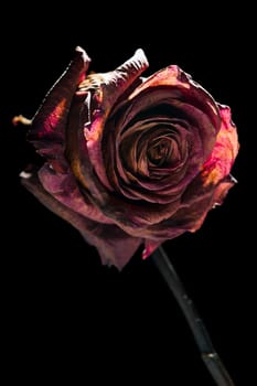 Close-up of a dried red rose in the spotlight against a black background