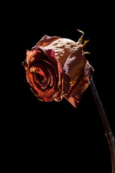 Close-up of a dried red rose in the spotlight against a black background
