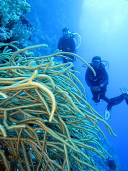 Divers in coral reef and bush gorgony (Rumphella aggregata),Red Sea,Egypt