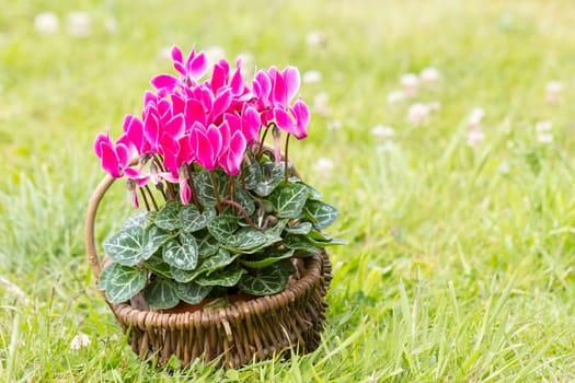 cyclamen persicum in a basket